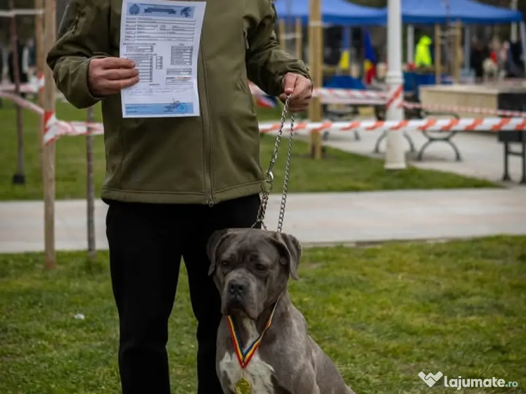 Căței Cane Corso cu pedigree tip A