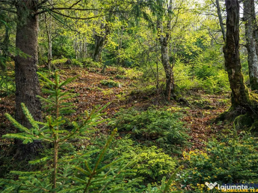 Teren intravilan panoramic 4.600mp,view iconic Piatra Craiul 