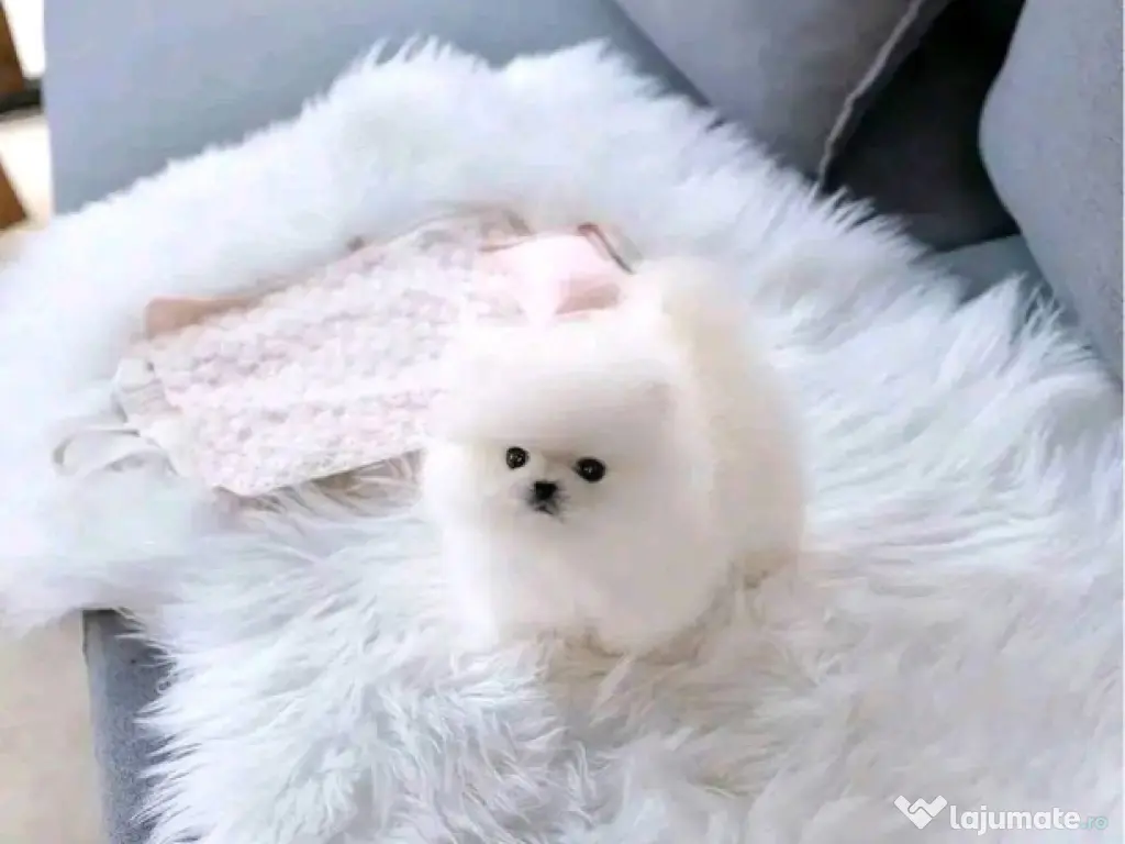 Pomeranian mini toy 