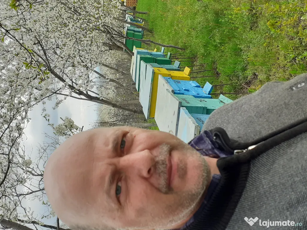 vând familii de albine 