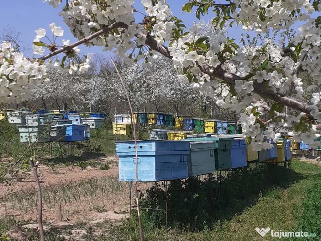 vând familii de albine 