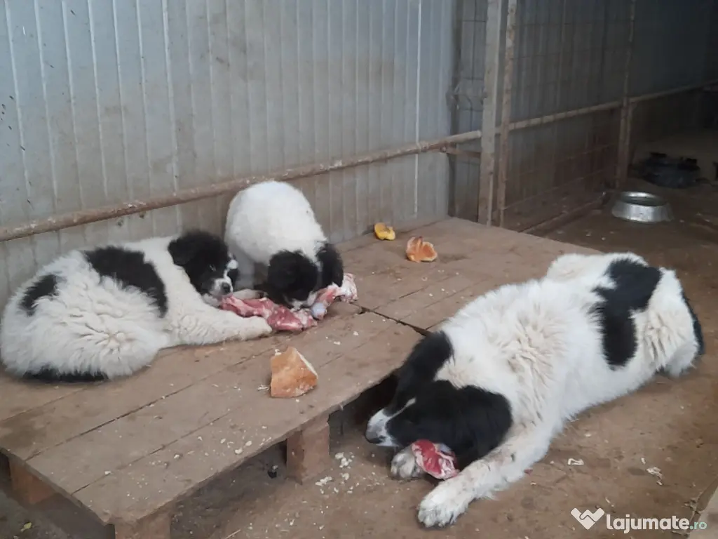 vand femelă CRB, 2 luni!