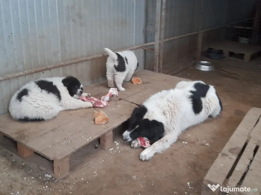 vand femelă CRB, 2 luni!