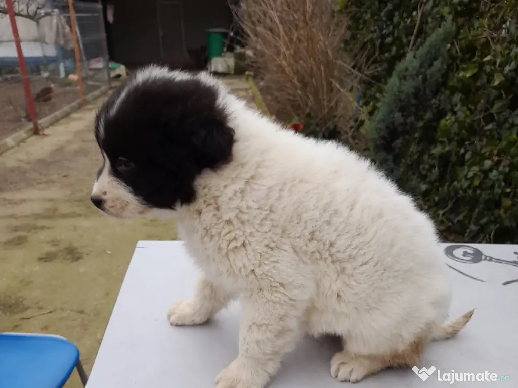 vand femelă CRB, 2 luni!