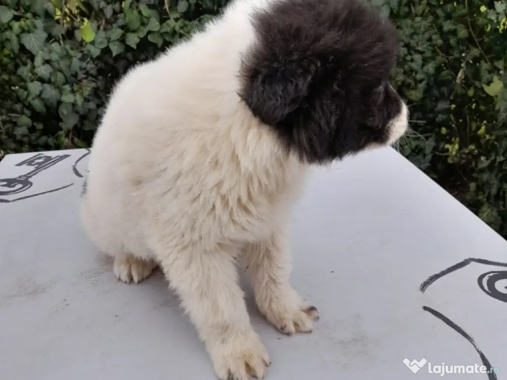 vand femelă CRB, 2 luni!