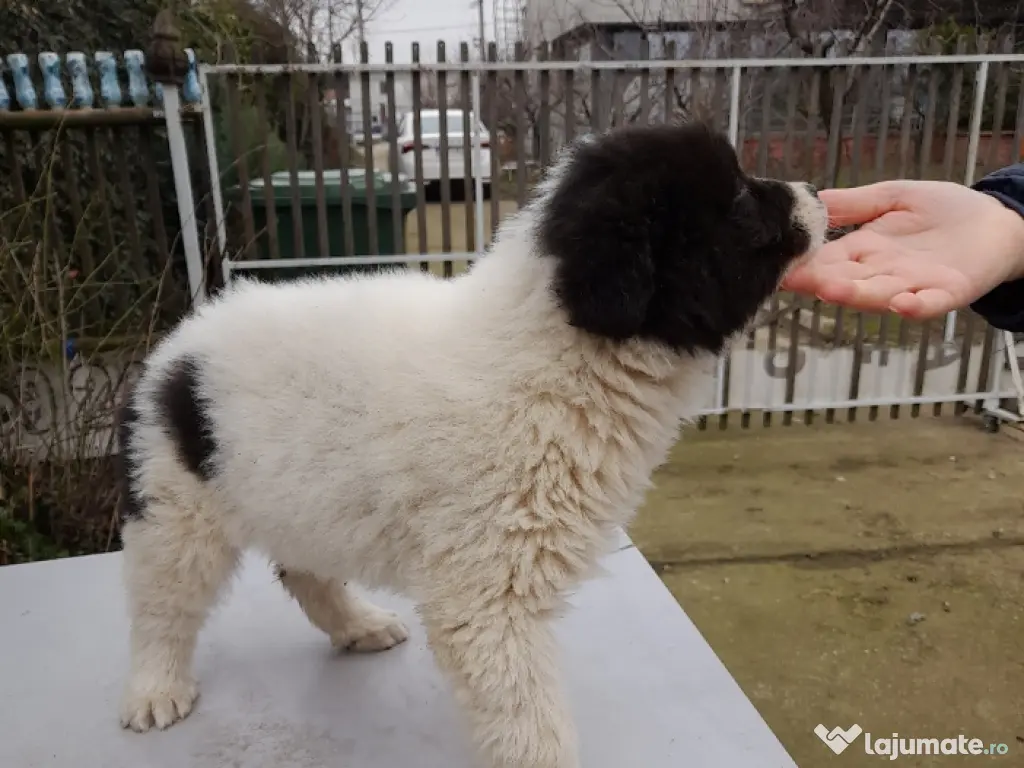 vand femelă CRB, 2 luni!