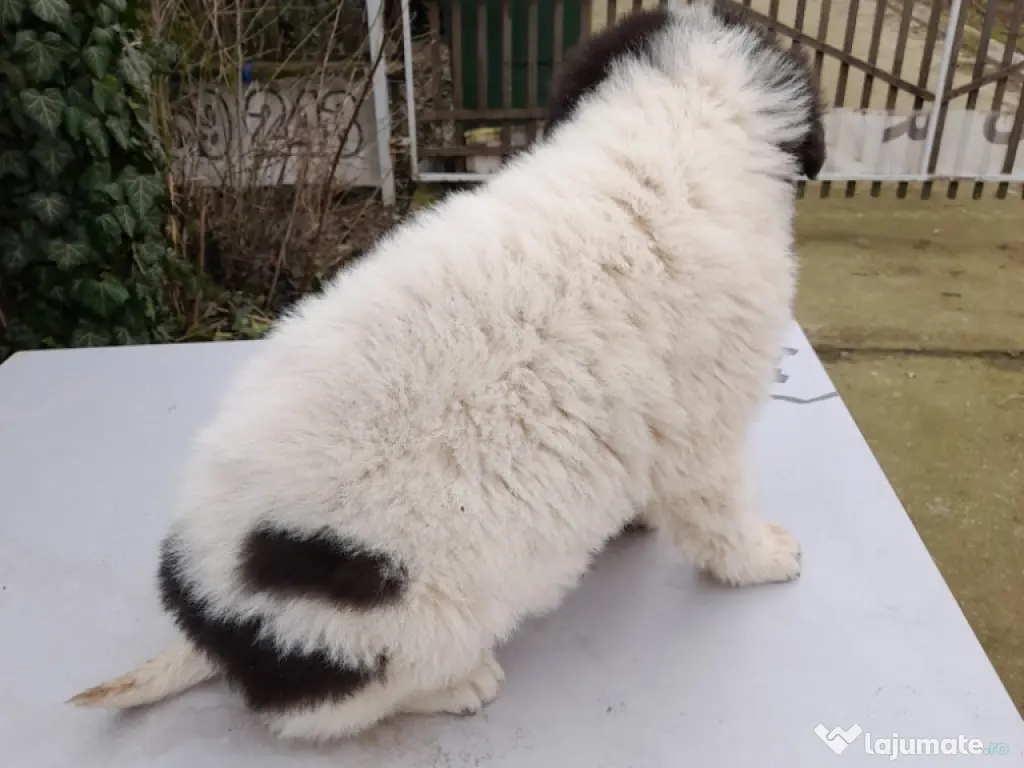 vand femelă CRB, 2 luni!