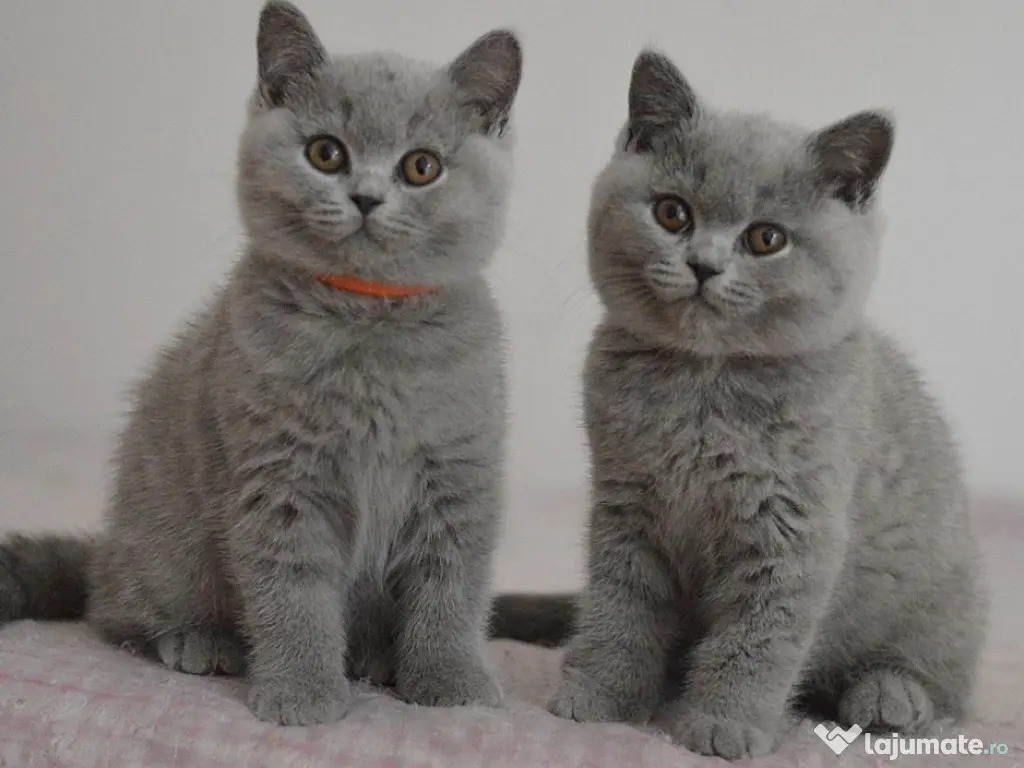 British shorthair pui superbi