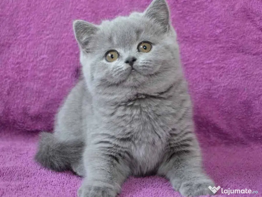 British shorthair pui superbi