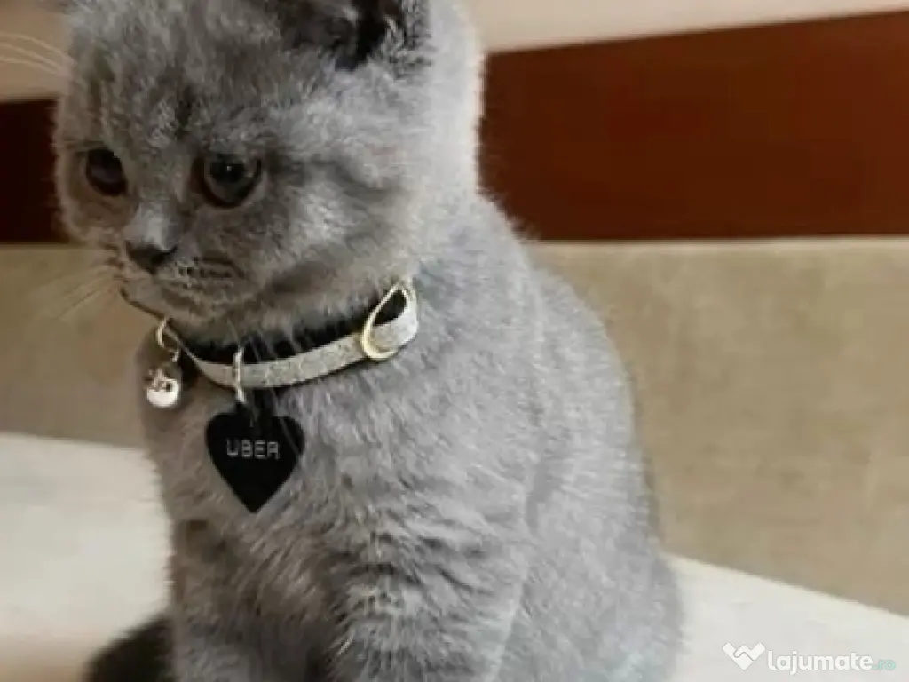 British shorthair pui superbi