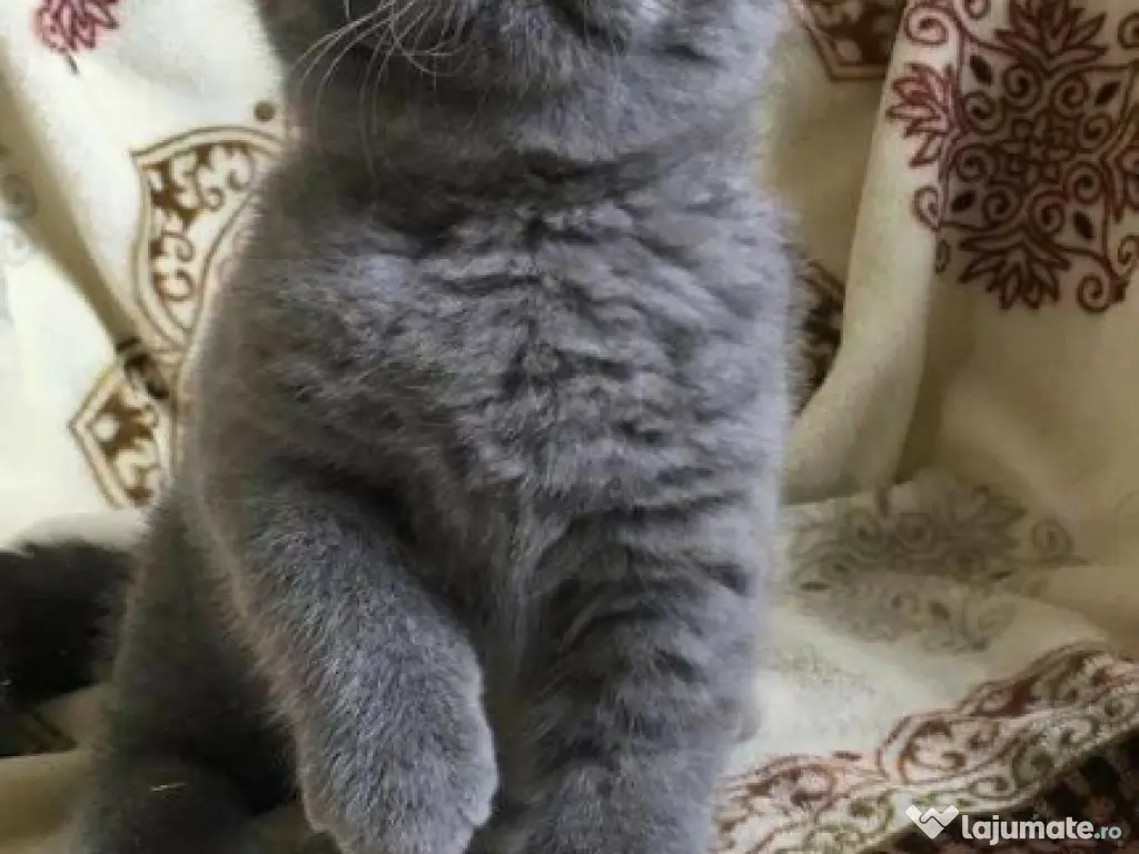 British shorthair pui superbi