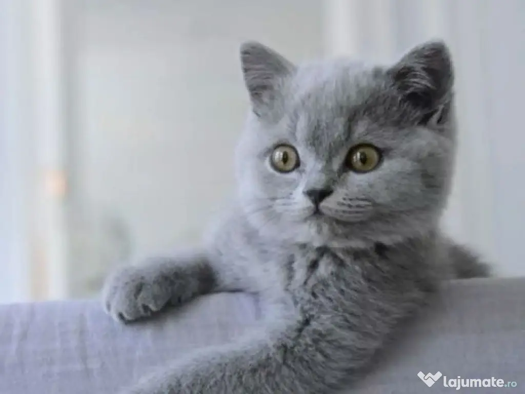 British shorthair pui superbi