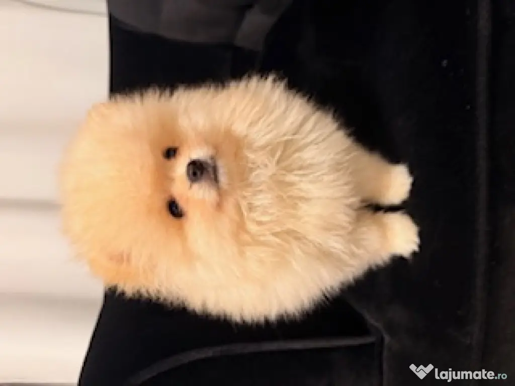 Pomeranian cu pedigree, poze reale! 