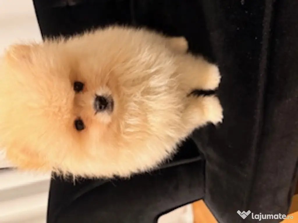 Pomeranian cu pedigree, poze reale! 