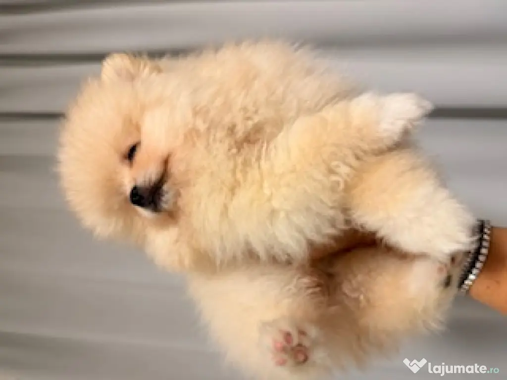 Pomeranian cu pedigree, poze reale! 