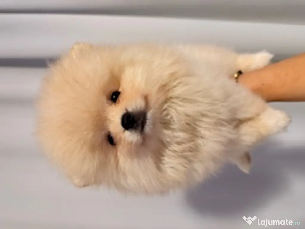 Pomeranian cu pedigree, poze reale! 
