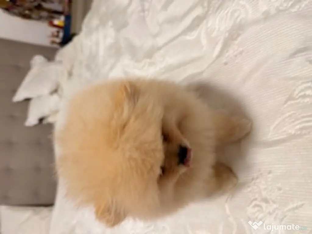 Pomeranian cu pedigree, poze reale! 