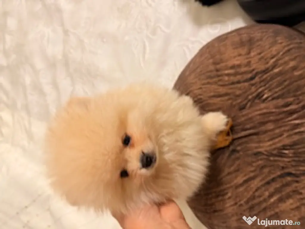 Pomeranian cu pedigree, poze reale! 