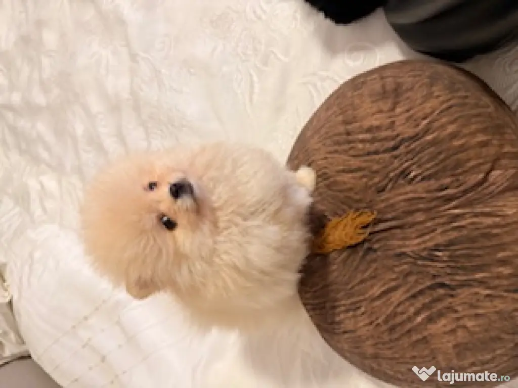 Pomeranian cu pedigree, poze reale! 