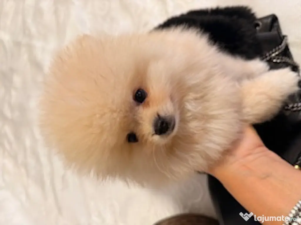 Pomeranian cu pedigree, poze reale! 