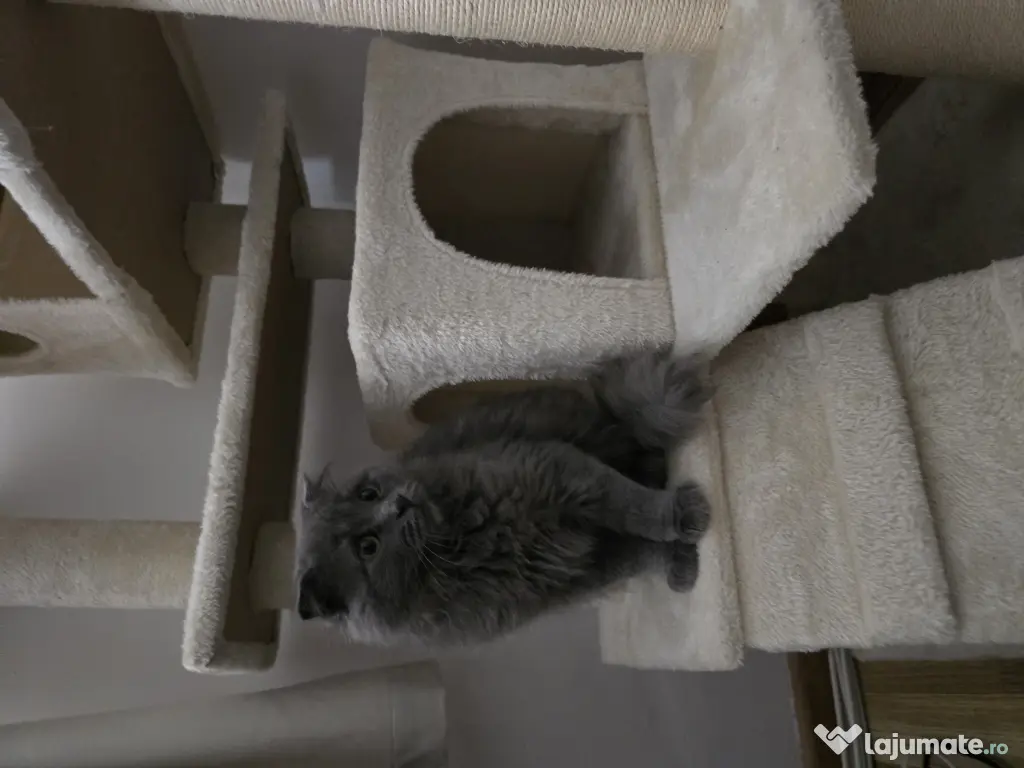 Motanel British Blue