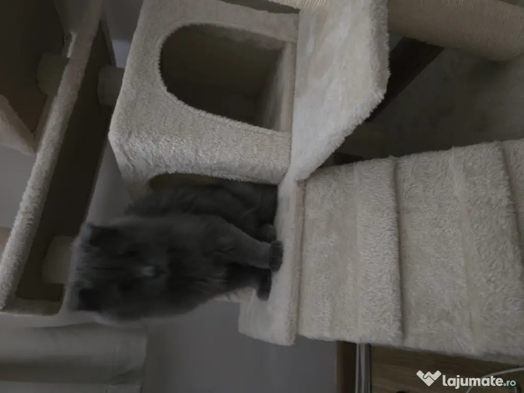 Motanel British Blue