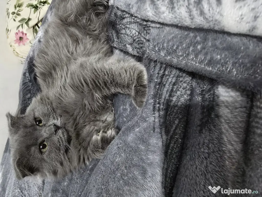 Motanel British Blue