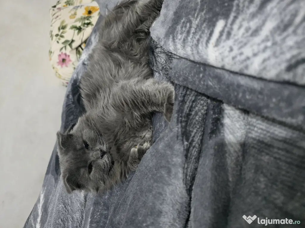 Motanel British Blue