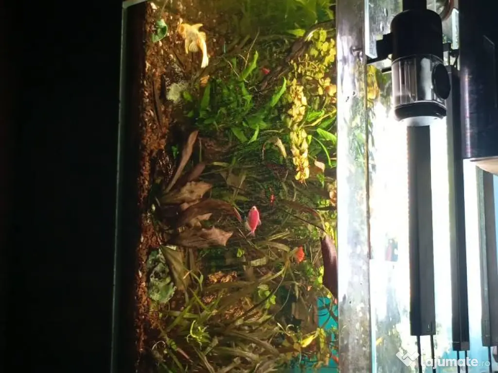 Vând acvariu 250 litri complet accesorizat 
