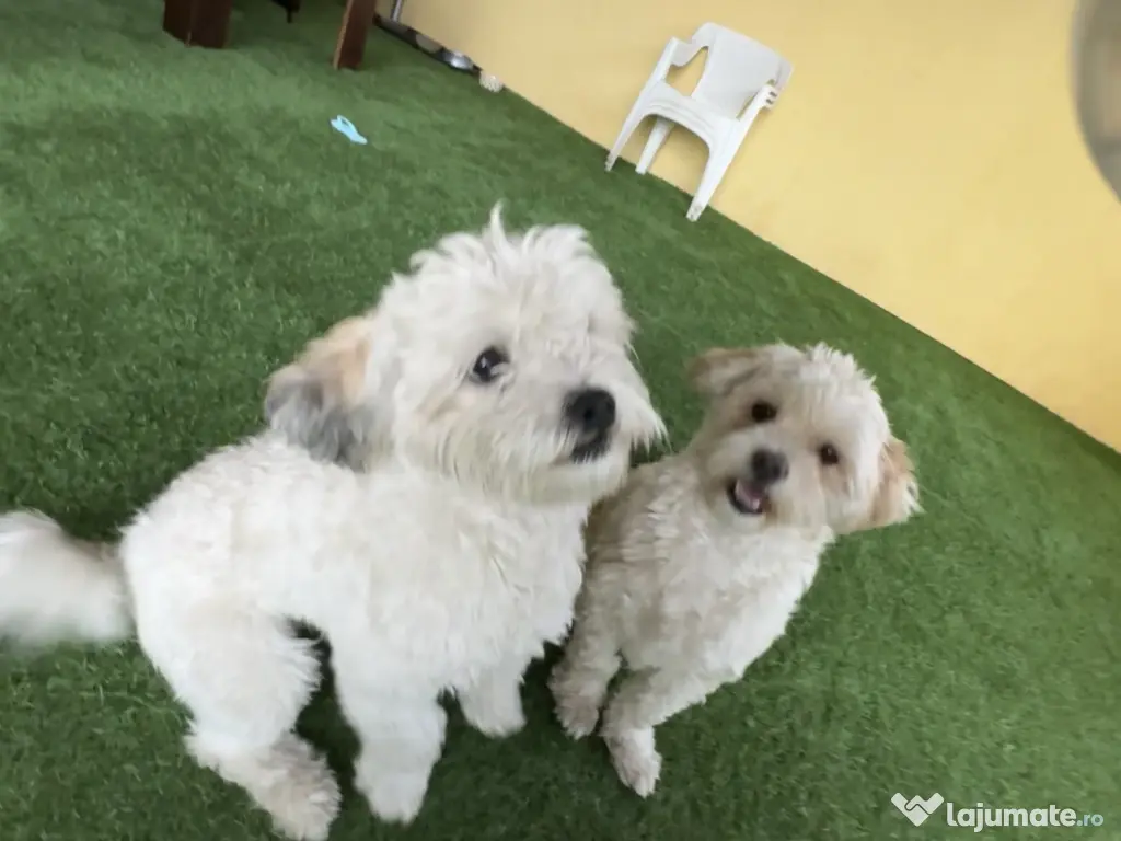 2 Bichoni maltezi de adoptie