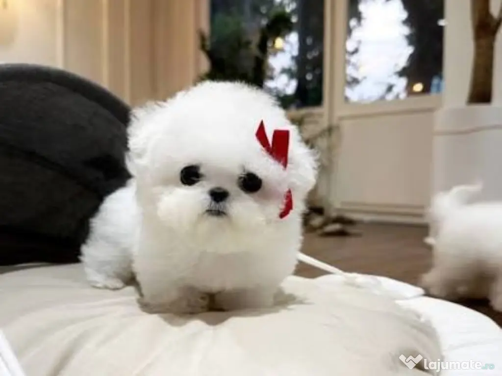 Bichon mini 