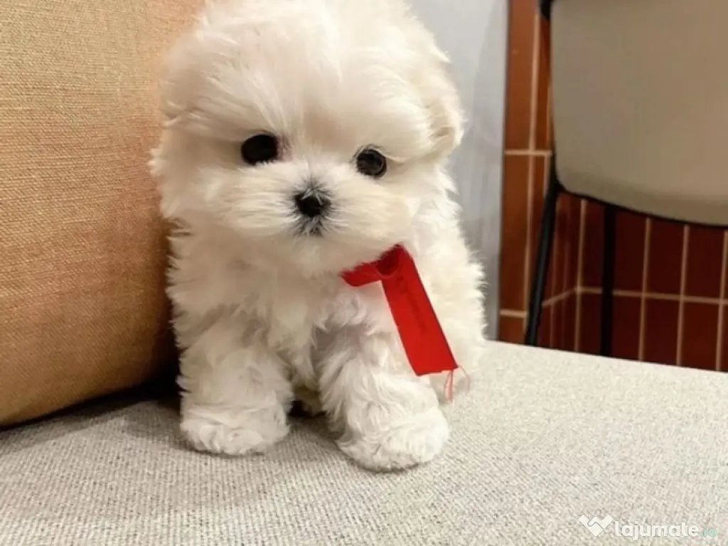 Bichon mini 