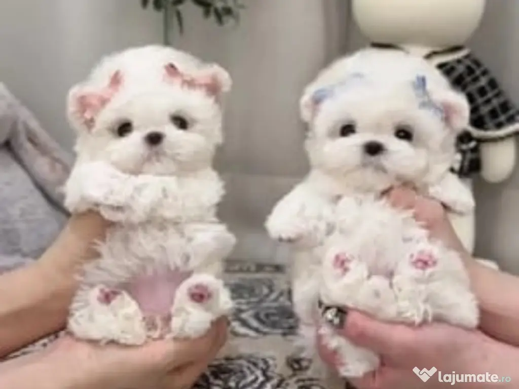 Bichon mini 