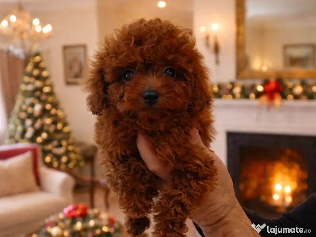 Pui rasa Pudel Mini Toy Roșcat cu garanție medicală