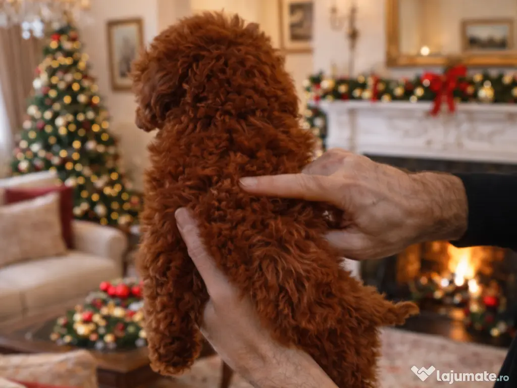 Pui rasa Pudel Mini Toy Roșcat cu garanție medicală