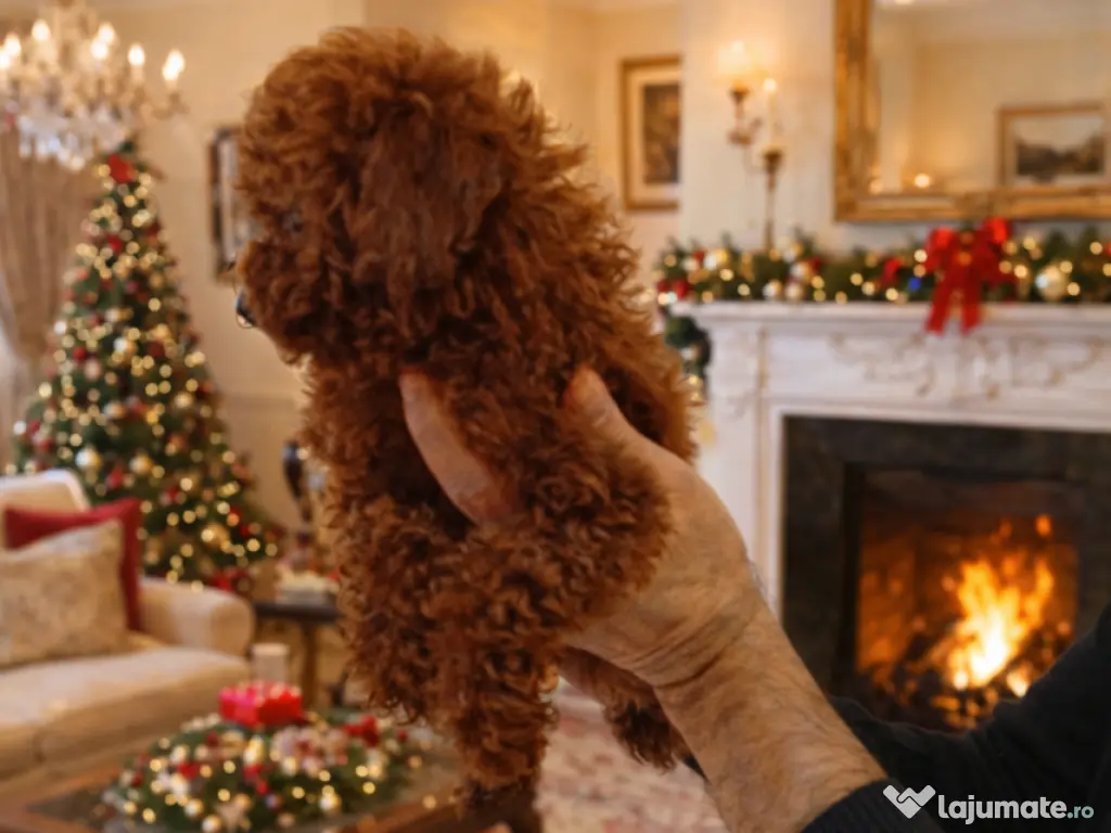 Pui rasa Pudel Mini Toy Roșcat cu garanție medicală