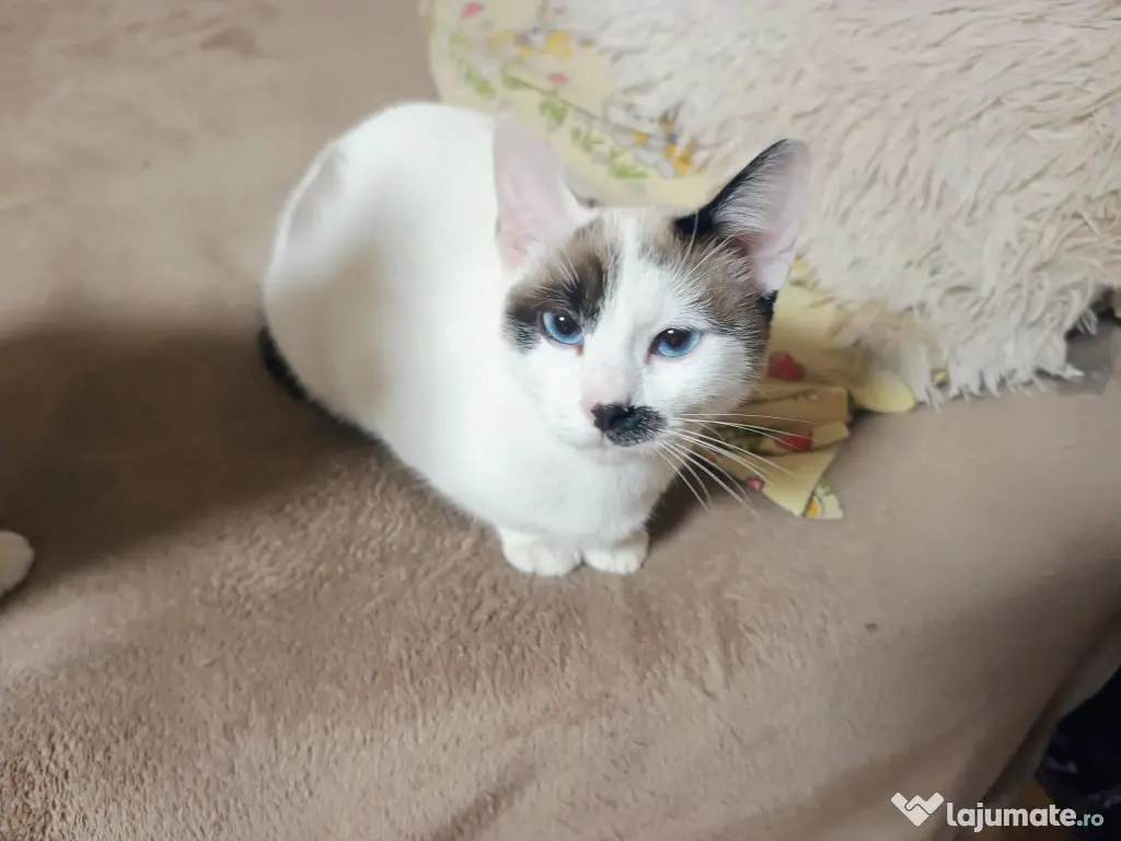 Pisici siameze de rasa 