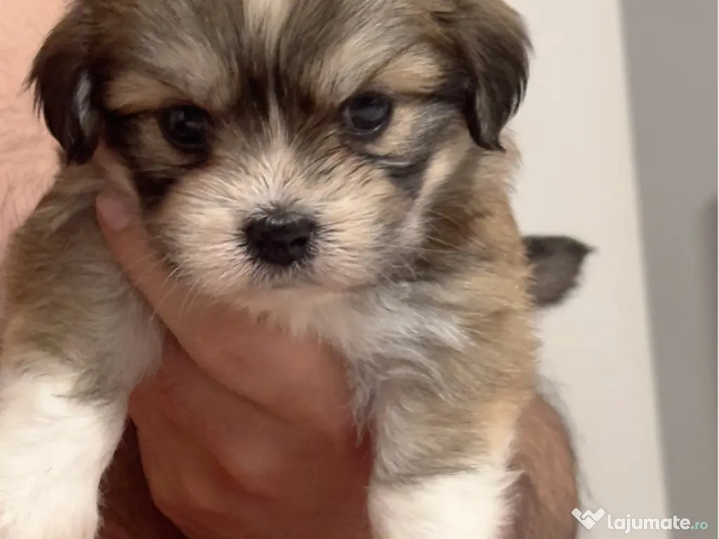 Shih Tzu de vânzare