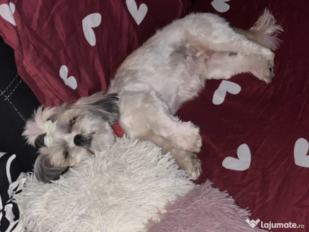 Shih Tzu de vânzare