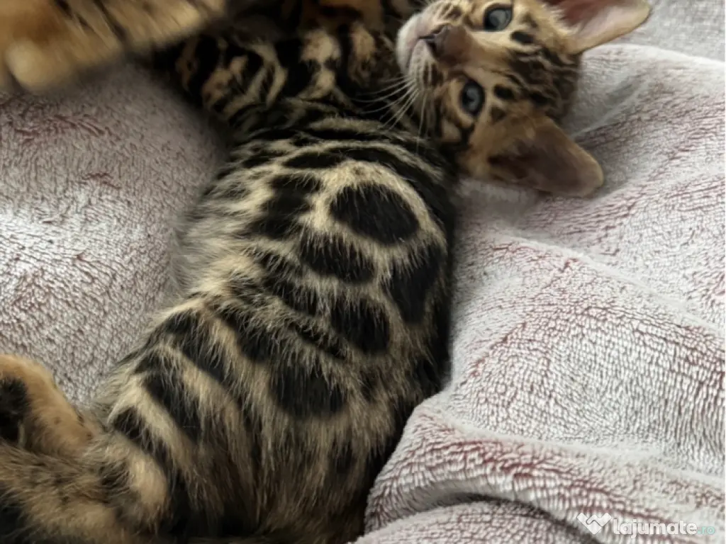 Pui pisica Bengal pur mascul – 2 luni jumătate 