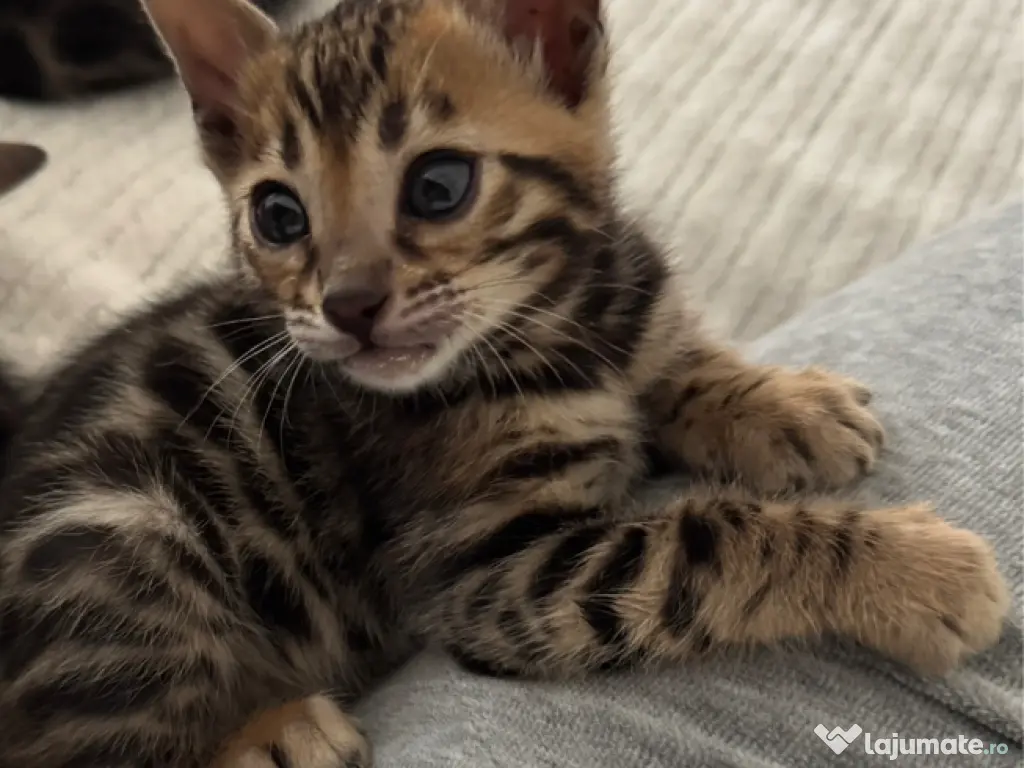 Pui pisica Bengal pur mascul – 2 luni jumătate 