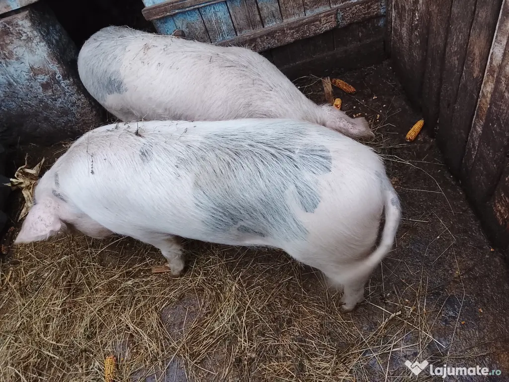Vand 2 porci cu greutatea in jur de 150kg, 16 lei kg 