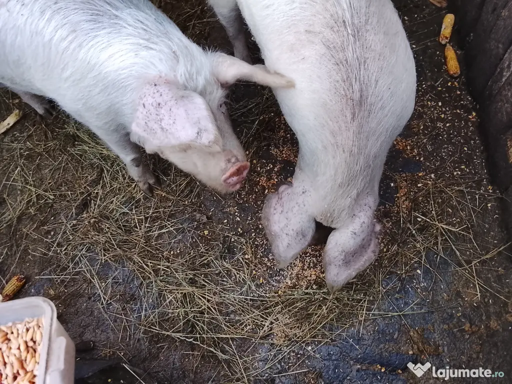 Vand 2 porci cu greutatea in jur de 150kg, 16 lei kg 