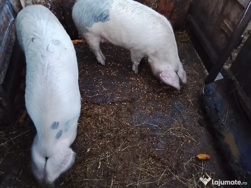 Vand 2 porci cu greutatea in jur de 150kg, 16 lei kg 