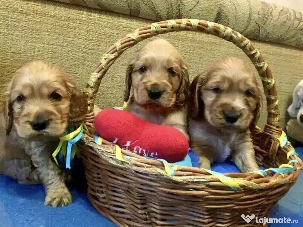 Cocker spaniel puiuți