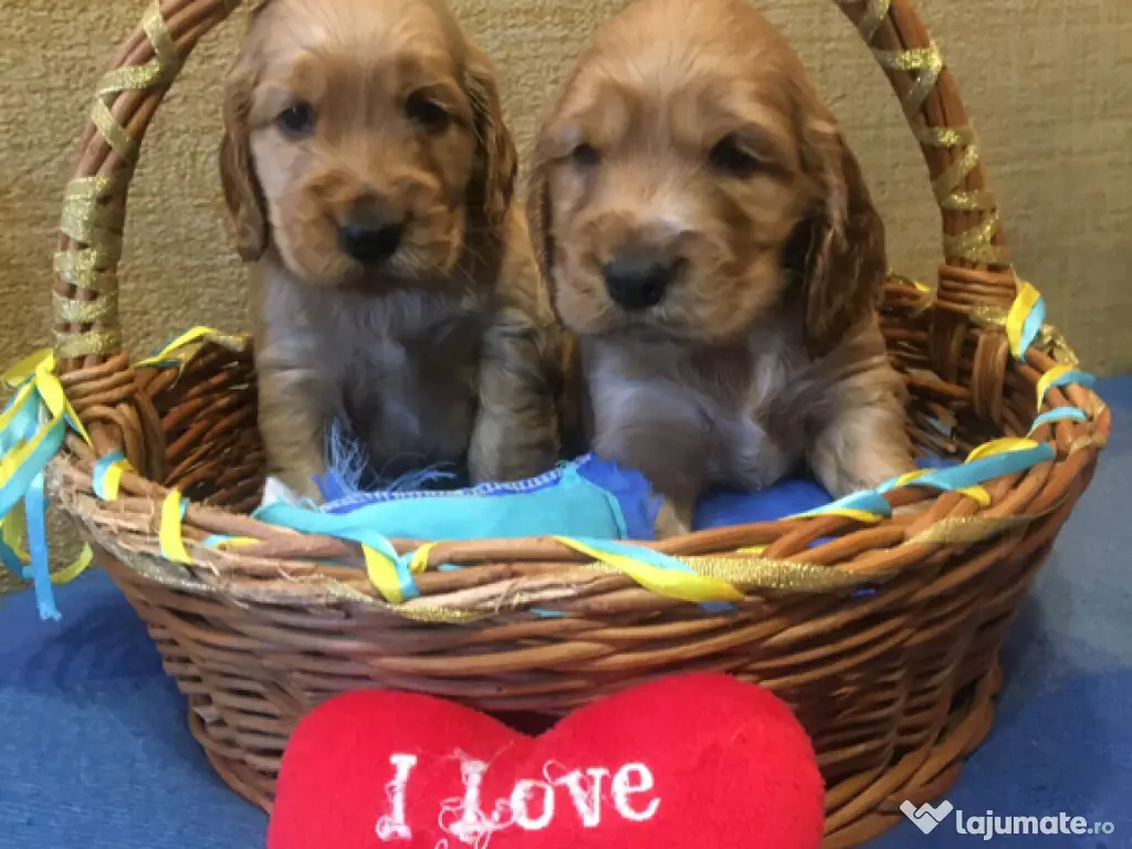 Cocker spaniel puiuți