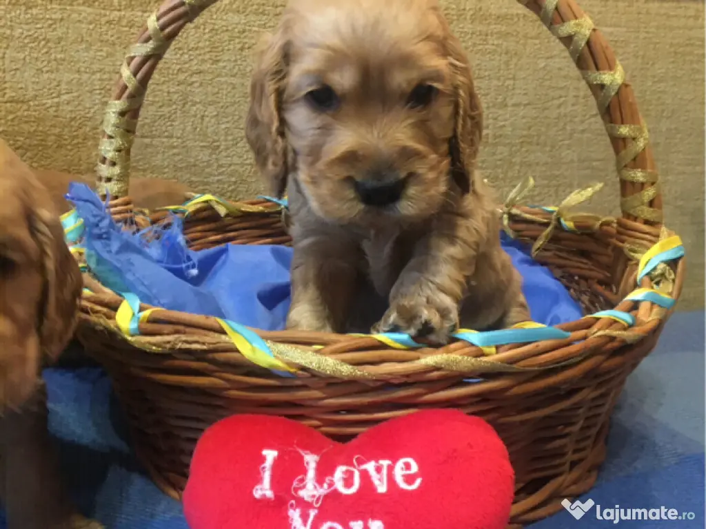 Cocker spaniel puiuți
