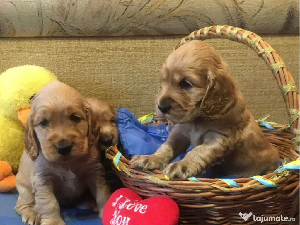Cocker spaniel puiuți