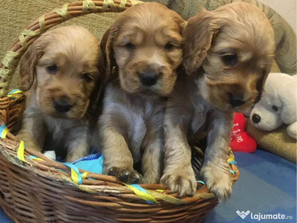 Cocker spaniel puiuți