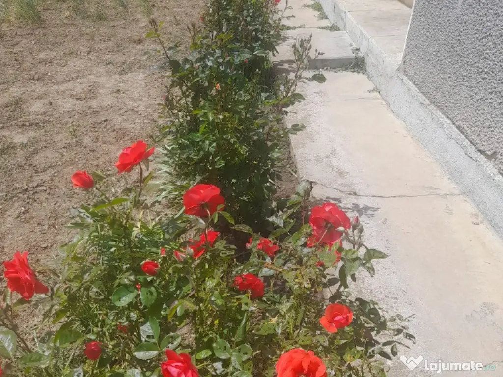 Casa bătrânesc de vânzare 